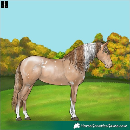Horse Color:White Spotted Brown Pearl Tobiano 