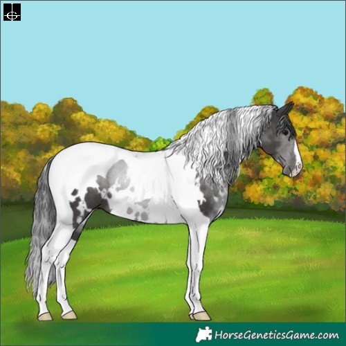 Horse Color:White Spotted Black Tobiano