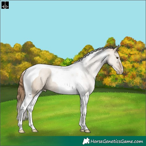 Horse Color:Grullo Pearl Tobiano Rabicano
