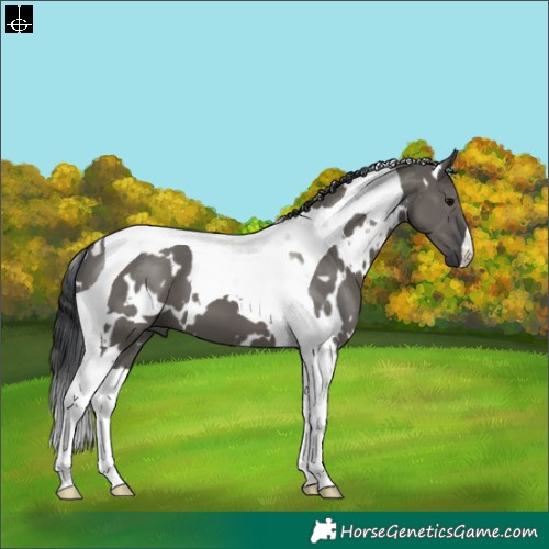Horse Color:White Spotted Grullo Tobiano 