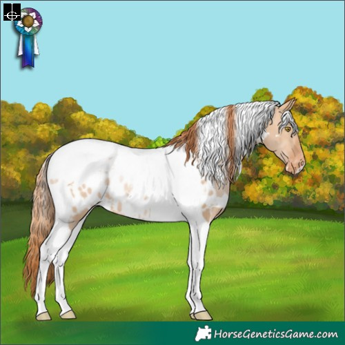 Horse Color:White Spotted Bay Pearl Dun Tobiano Appaloosa Rabicano
