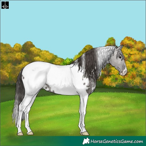 Horse Color:White Spotted Grullo Tobiano Appaloosa Rabicano 