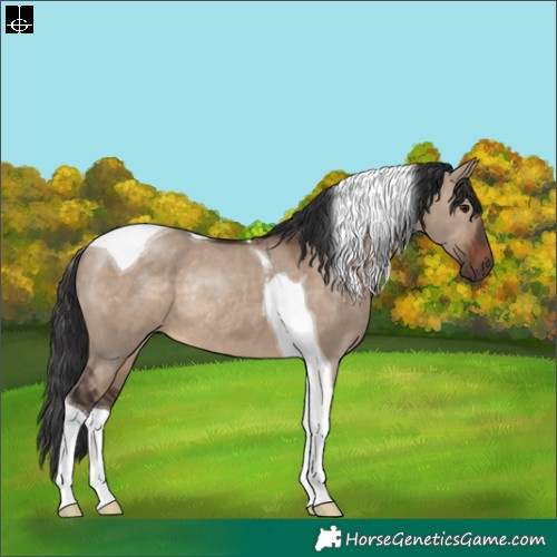 Horse Color:Brown Dun Tobiano Rabicano