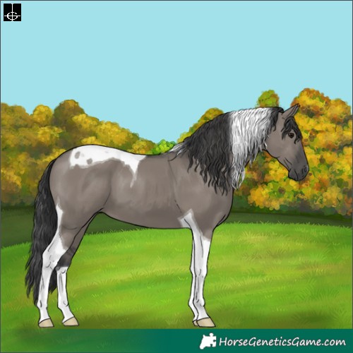 Horse Color:Grullo Tobiano