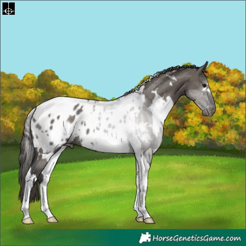 Horse Color:White Spotted Grullo Tobiano Appaloosa Rabicano