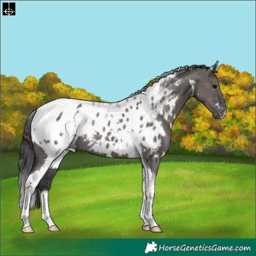 Horse Color:White Spotted Grullo Tobiano Blanket Rabicano 