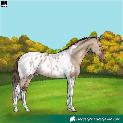 Horse Color:Brown Dun Tobiano Appaloosa Rabicano