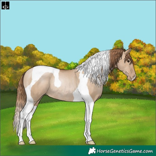 Horse Color:Grullo Pearl Tobiano Rabicano 