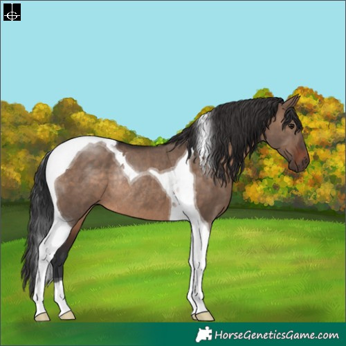 Horse Color:Brown Dun Tobiano Rabicano