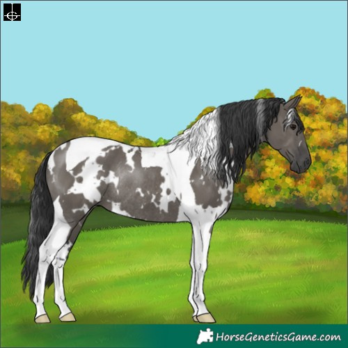Horse Color:White Spotted Grullo Tobiano Rabicano 