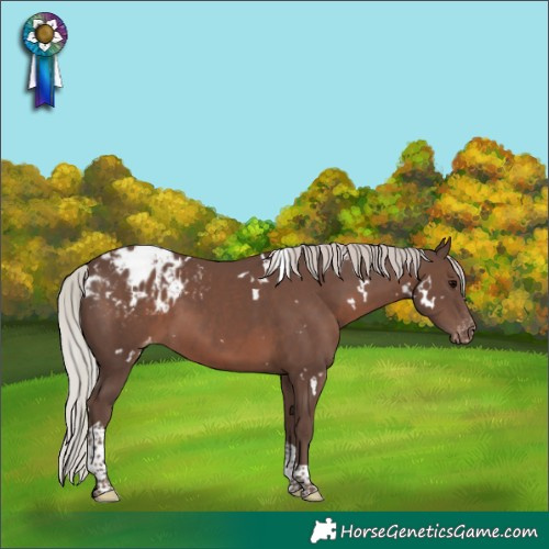 Horse Color:White Spotted Silver Black Tobiano Appaloosa
