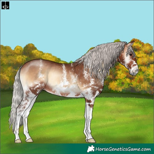 Horse Color:White Spotted Silver Bay Onyx Rabicano 