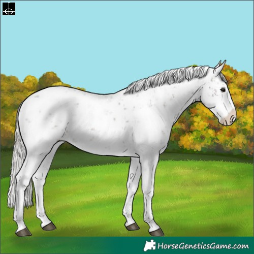Horse Color:White Spotted Silver Brown Sabino 