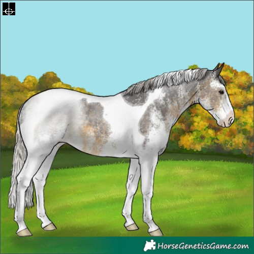 Horse Color:White Spotted Silver Buckskin Tobiano 