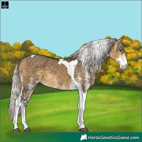 Horse Color:White Spotted Silver Buckskin Dun Tobiano 