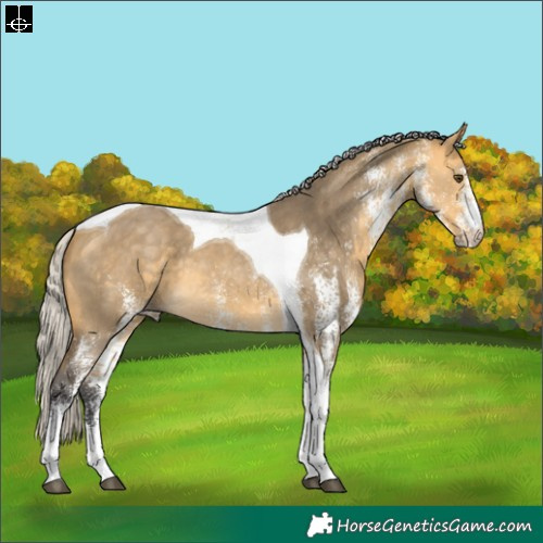 Horse Color:White Spotted Silver Buckskin Dun Tobiano 