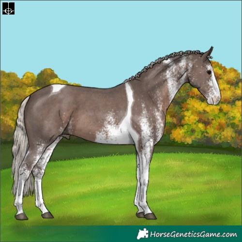Horse Color:White Spotted Silver Black Tobiano