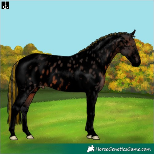 Horse Color:Void Painted Brown Sabino Tobiano Appaloosa 