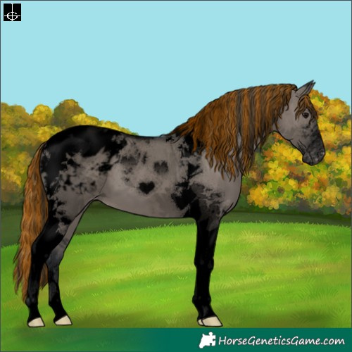Horse Color:Void Painted Grullo Tobiano Appaloosa 