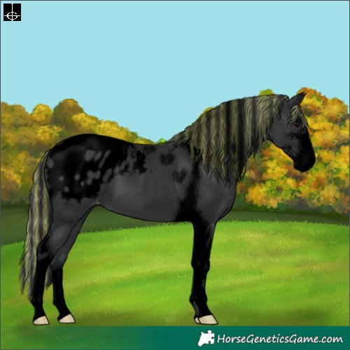 Horse Color:Void Painted Black Sabino Tobiano Varnish