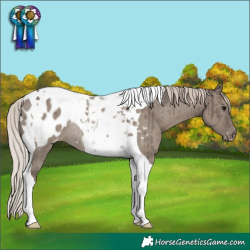 Horse Color:Silver Grullo Tobiano Appaloosa Rabicano Brindle