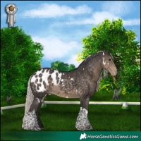 Horse Color:White Spotted Silver Smoky Black Tobiano Appaloosa