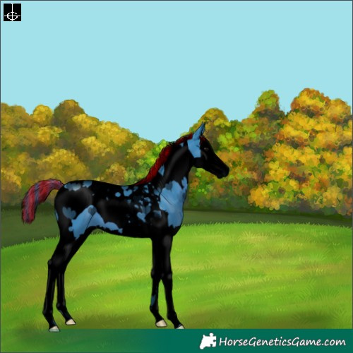 Horse Color:Void Painted Watercolor Black Splash Tobiano