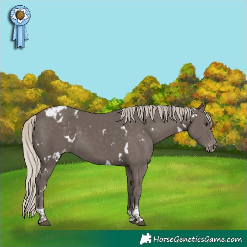 Horse Color:White Spotted Silver Smoky Black Tobiano Appaloosa