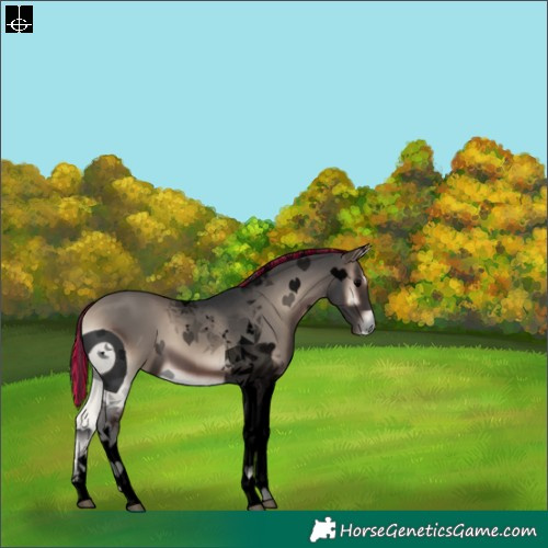 Horse Color:ERROR: UNKNOWN ANOMALY