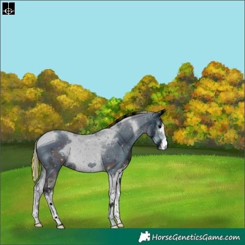 Horse Color:ERROR: UNKNOWN ANOMALY