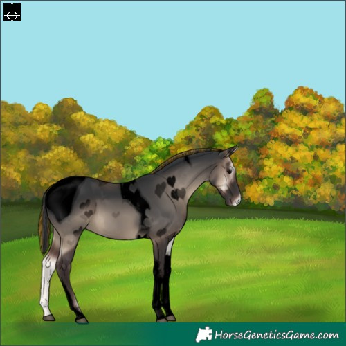 Horse Color:ERROR: UNKNOWN ANOMALY