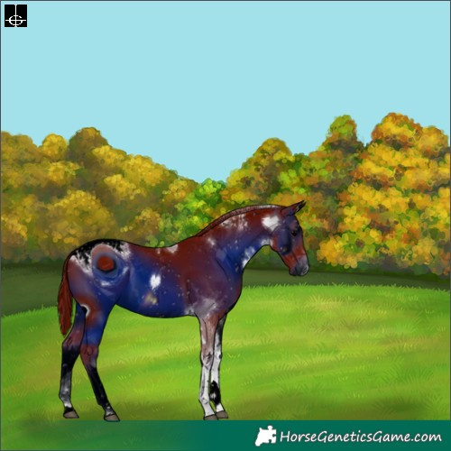 Horse Color:ERROR: UNKNOWN ANOMALY