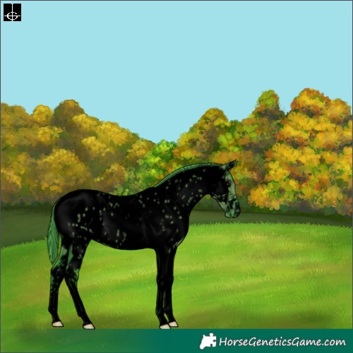 Horse Color:Void Watercolor Grullo Tobiano Appaloosa