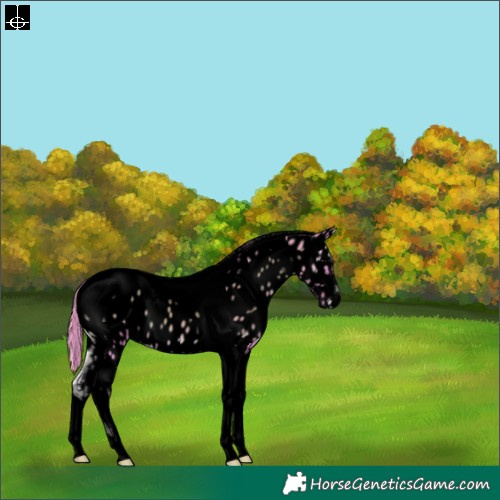Horse Color:Void Watercolor Blue Onyx Tobiano Appaloosa 