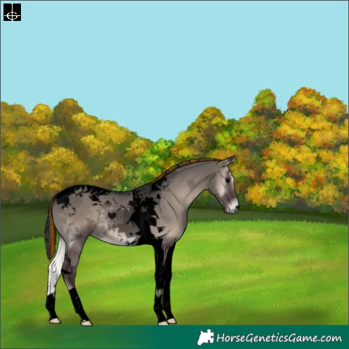 Horse Color:Void Painted Grullo Onyx Tobiano 