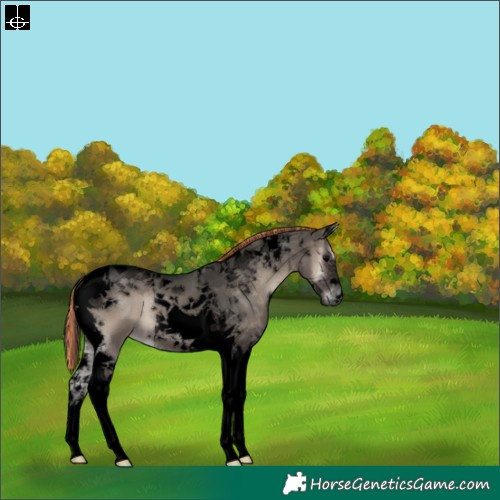 Horse Color:Void Painted Grullo Onyx Tobiano 