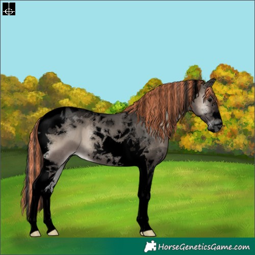 Horse Color:Void Painted Grullo Onyx Tobiano