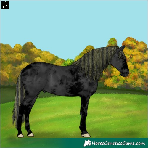 Horse Color:Void Painted Black Sabino Tobiano 
