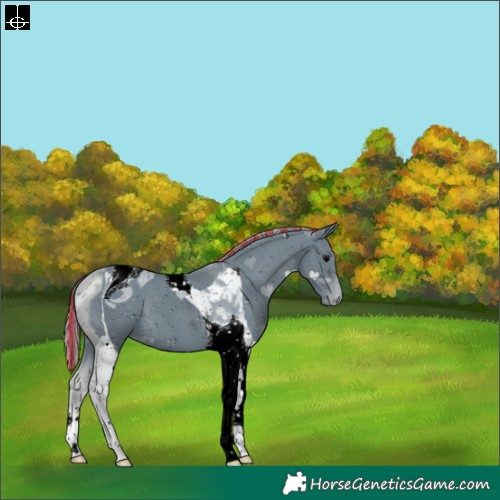 Horse Color:ERROR: UNKNOWN ANOMALY