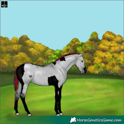 Horse Color:Void Painted Grullo Chinchilla Tobiano