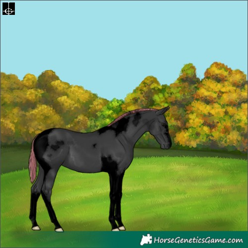 Horse Color:Void Painted Black Tobiano