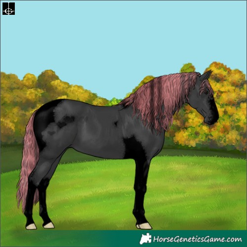Horse Color:Void Painted Black Tobiano