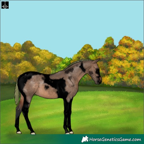 Horse Color:Void Painted Brown Dun Tobiano 