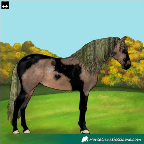 Horse Color:Void Painted Brown Dun Tobiano
