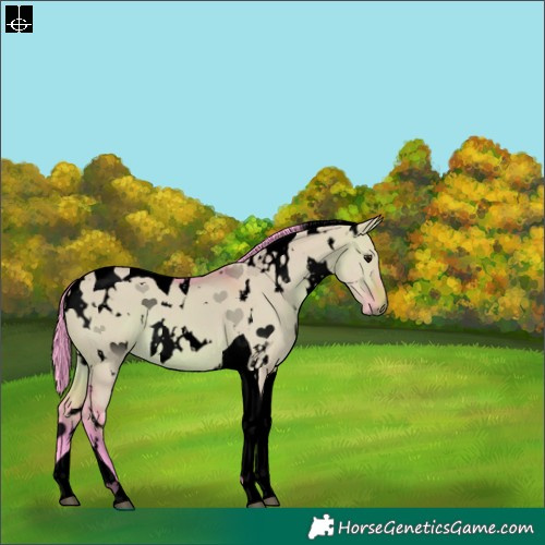Horse Color:Void Watercolor White Spotted Brown Dun Tobiano