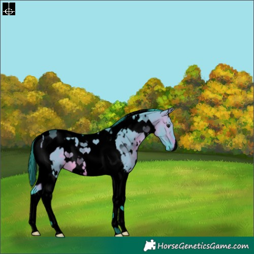 Horse Color:Void Watercolor White Spotted Brown Dun Tobiano 