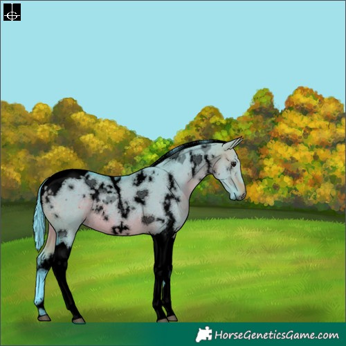 Horse Color:Void Watercolor White Spotted Brown Dun Tobiano 