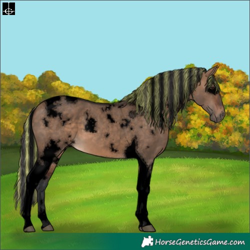 Horse Color:Void Painted White Spotted Brown Dun Tobiano 