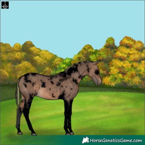 Horse Color:Void Painted White Spotted Brown Dun Tobiano