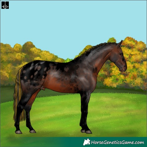 Horse Color:Void Painted Brown Tobiano Appaloosa